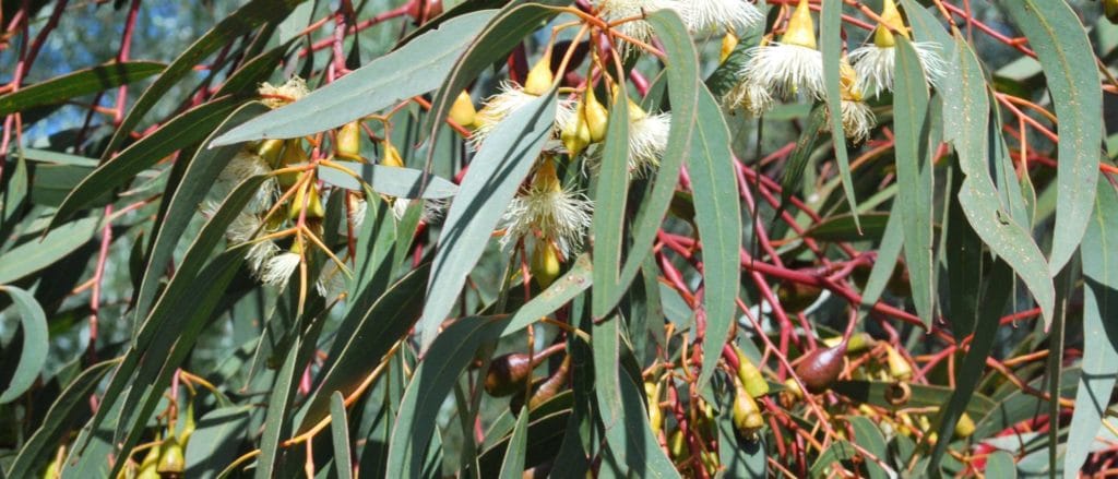 Eucalyptus Dives Oil