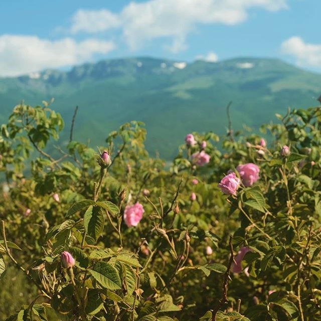 Bulgarian Rose