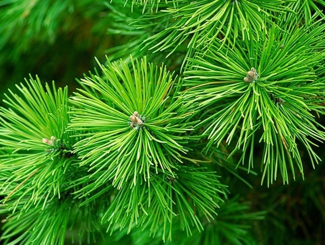 Fir Needle Oil Chinese