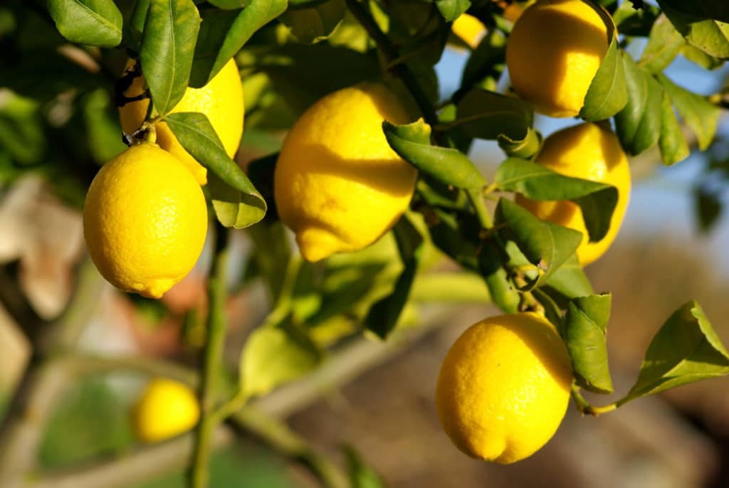 Lemon Oil California