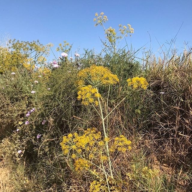 Wild Spanish Fennel berjeinthefields Berjé Inc