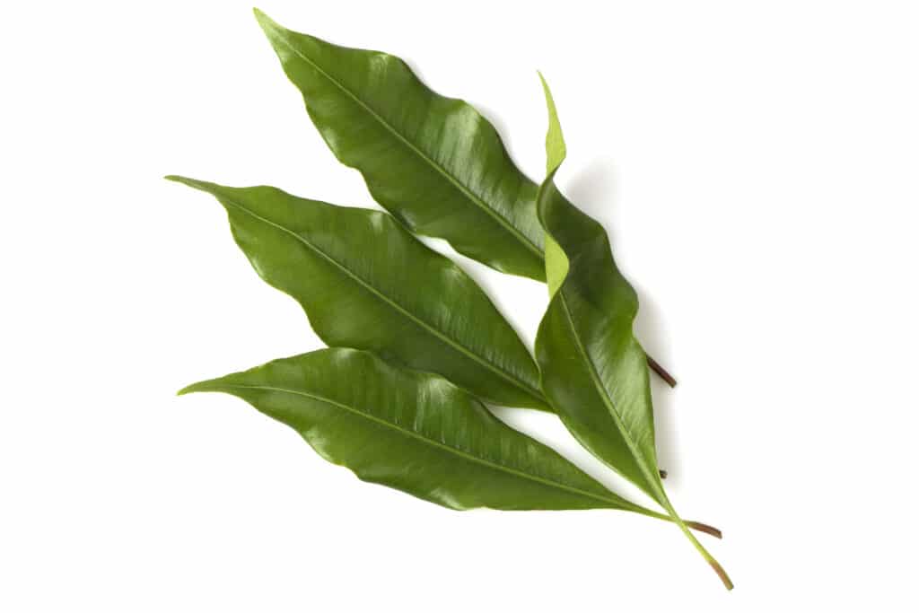 Clove Leaf 