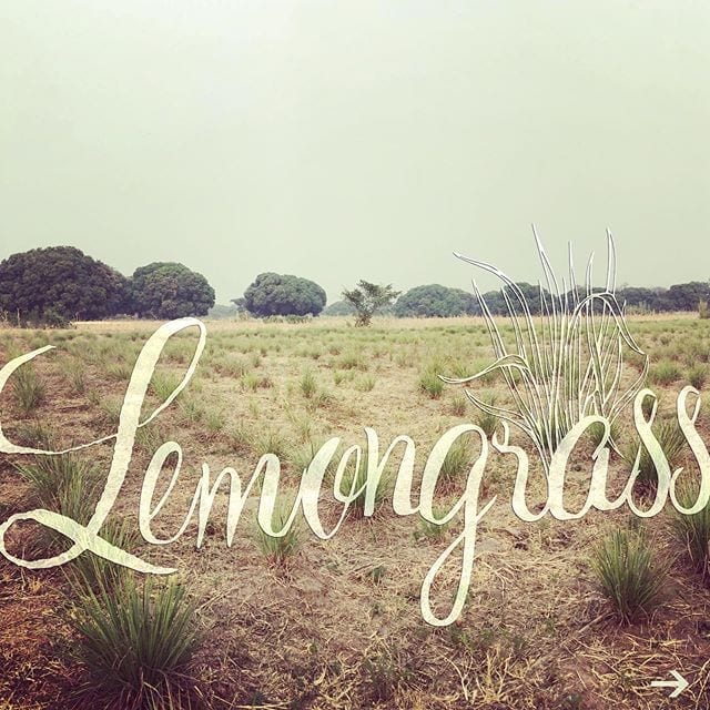Lemongrass fields just before sunset!