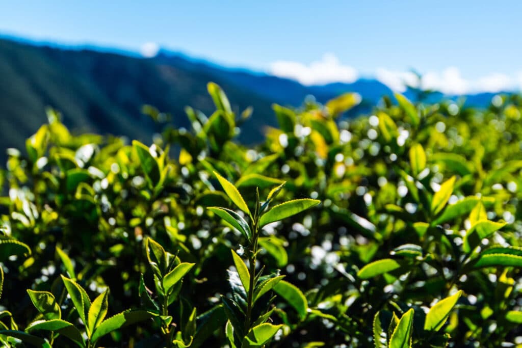 Tea Tree Oil Australian