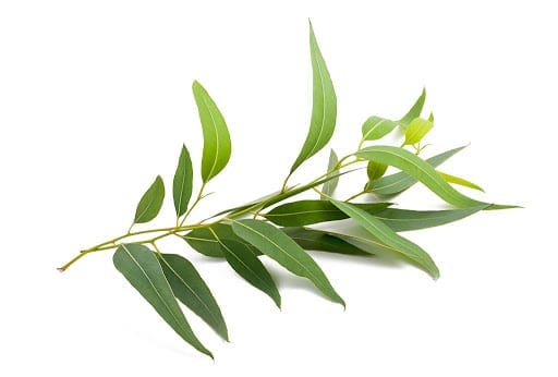 Tea Tree Oil Australian whitespace