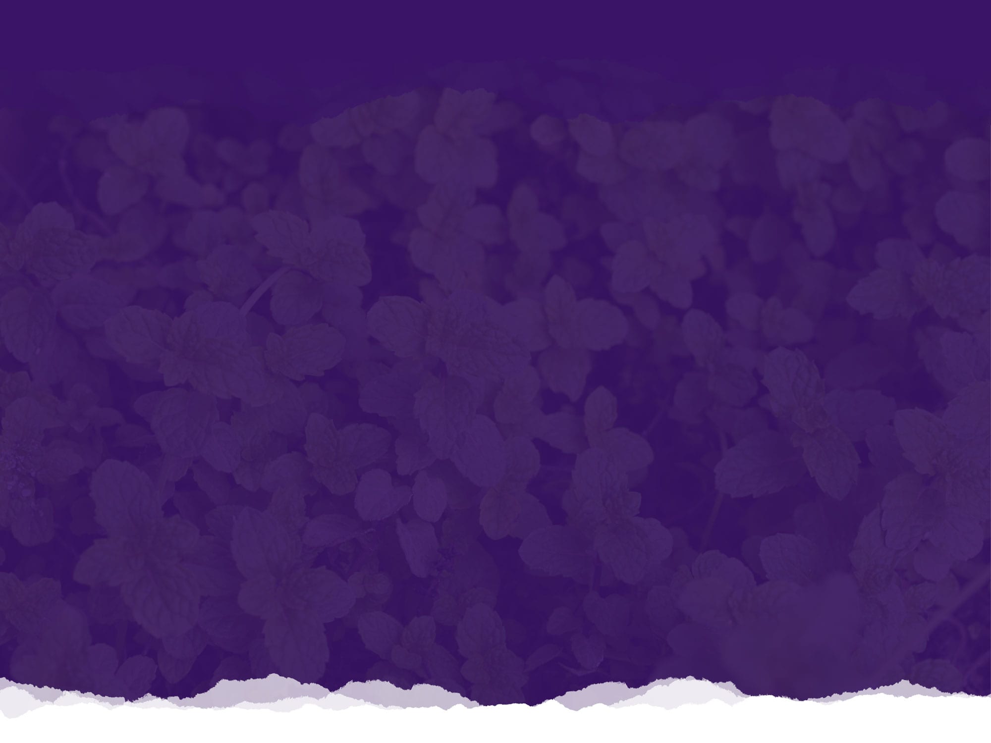 purple Flowers