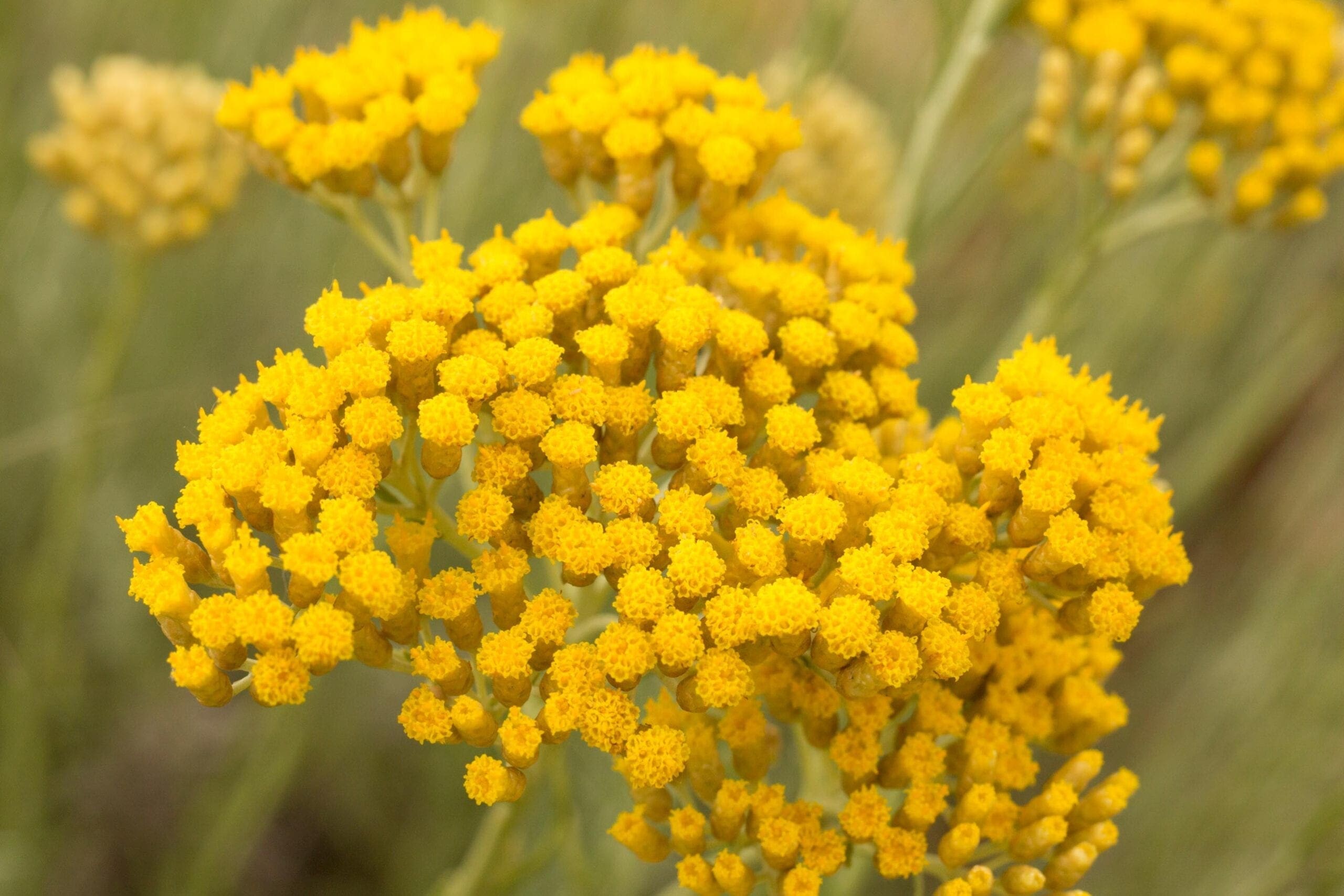 Helichrysum Oil