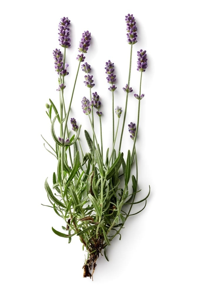 Lavender Oil, Bulgarian Organic whitespace