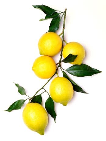 Organic Lemon Oil whitespace