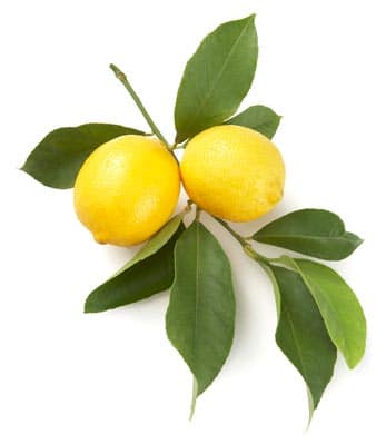 Lemon4 