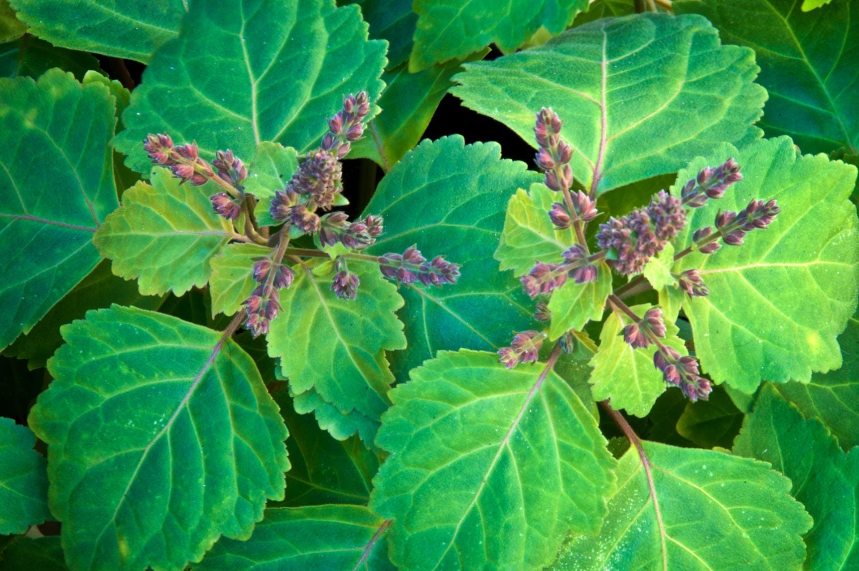Green Patchouli Absolute