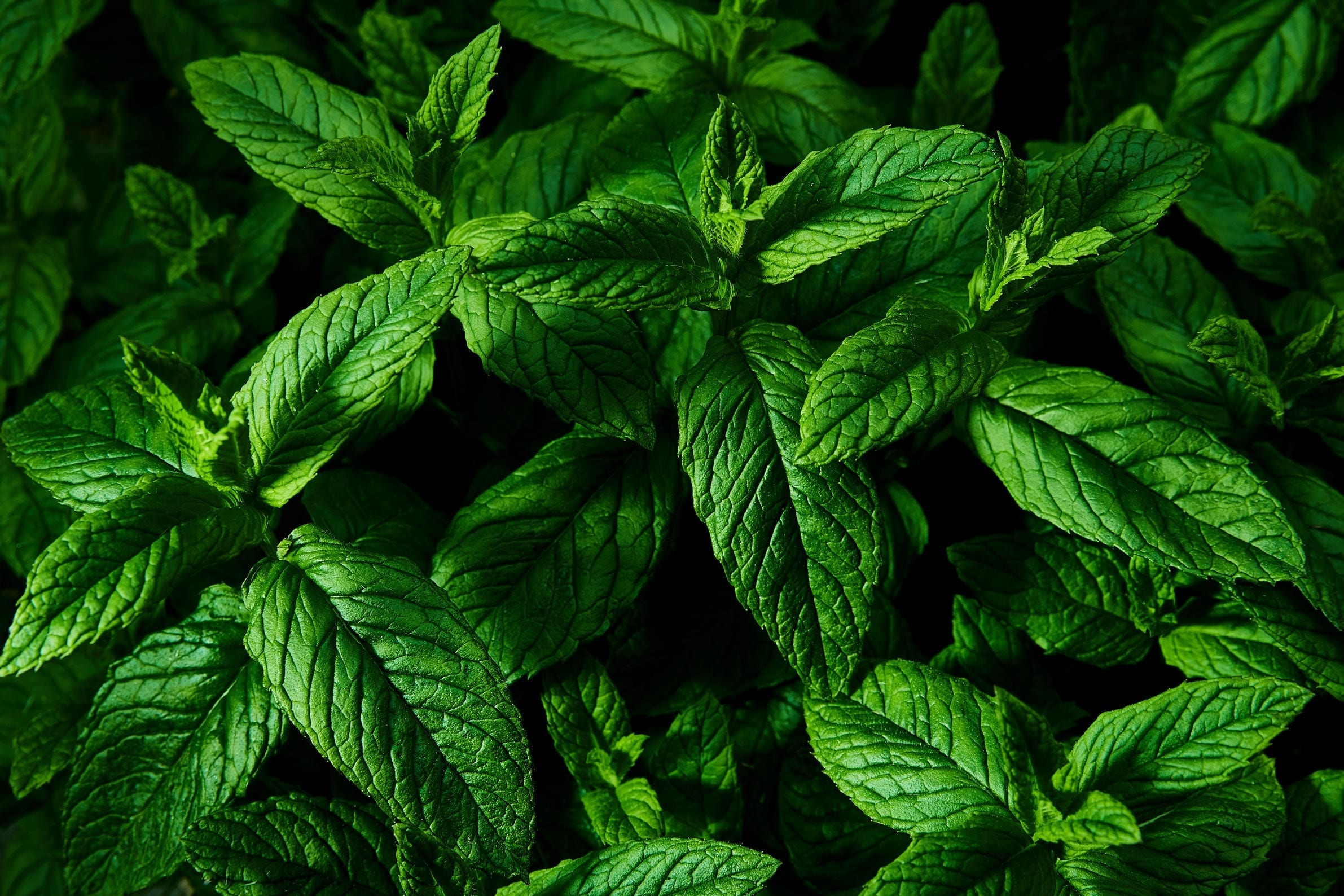 Peppermint Oil Piperita Idaho