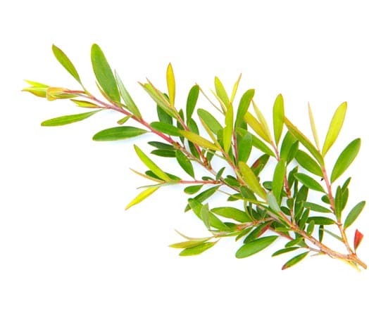 Organic Tea Tree Oil Australian whitespace