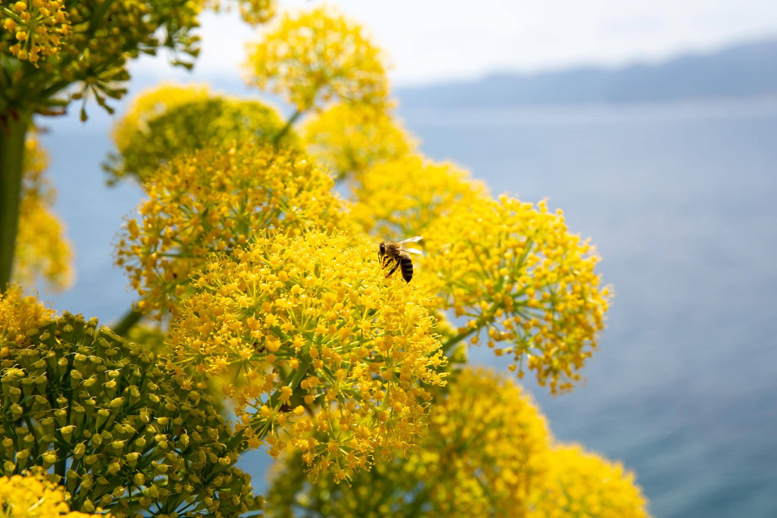 Galbanum Resinoid