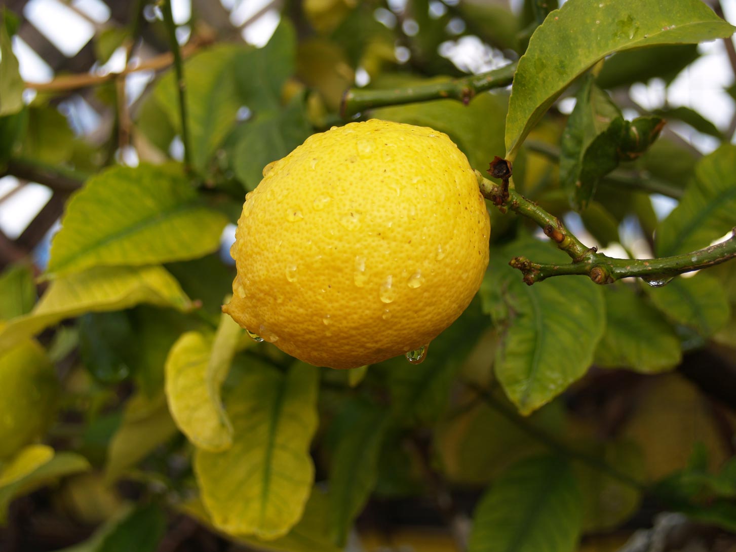 Lemon E™