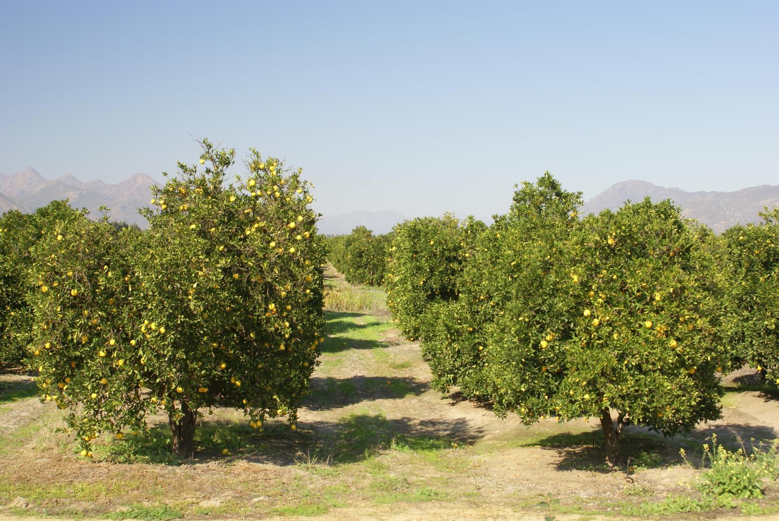 EU Requires Cold Treatment for Citrus Imports